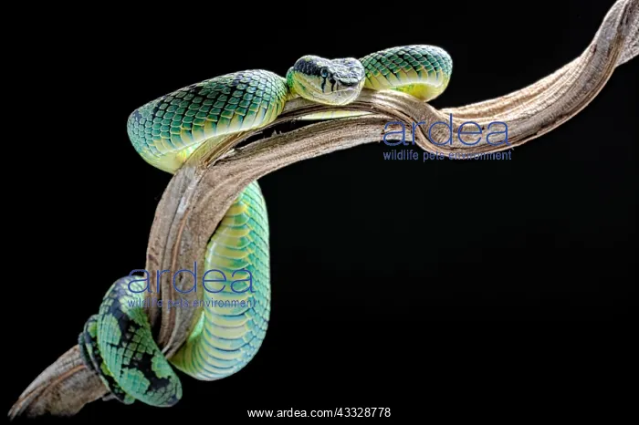 : Sri Lankan green Pitviper (Trimeresurus trigonocephalus) : Sri Lankan green Pitviper (Trimeresurus trigonocephalus)