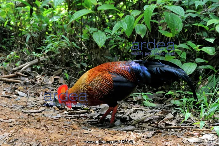 : Sri Lankan Jungle Fowl : Sri Lankan Jungle Fowl