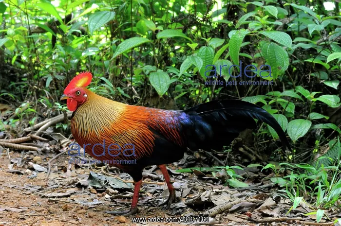: Sri Lankan Jungle Fowl : Sri Lankan Jungle Fowl