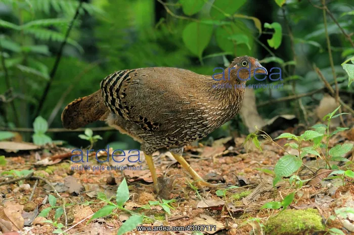 : Sri Lankan Jungle Fowl : Sri Lankan Jungle Fowl