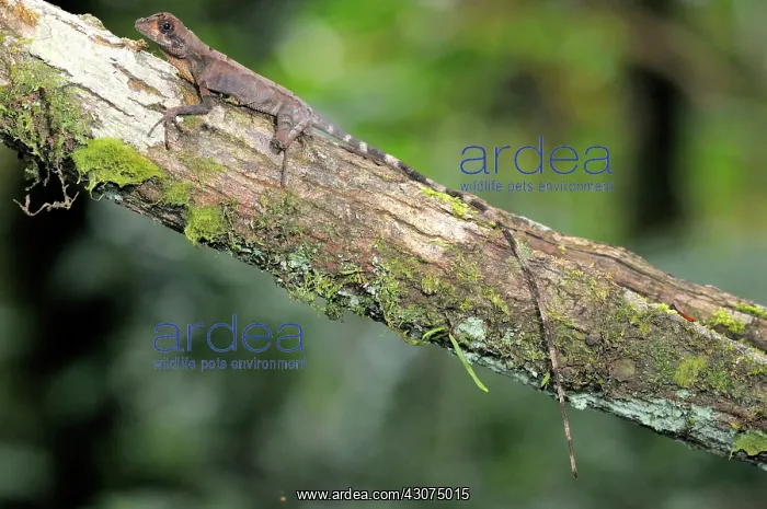 : Sri Lankan Kangaroo Lizard : Sri Lankan Kangaroo Lizard