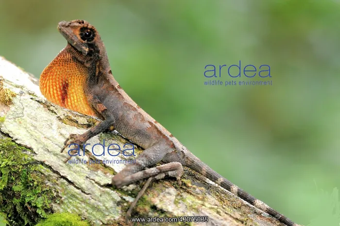 : Sri Lankan Kangaroo Lizard : Sri Lankan Kangaroo Lizard