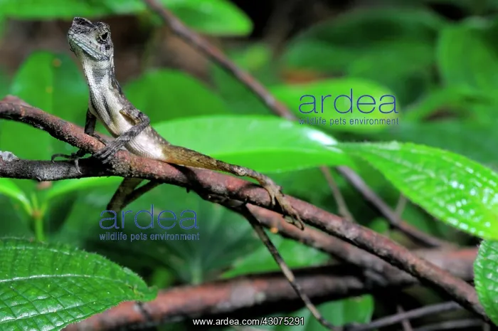 : Sri Lankan Kangaroo Lizard : Sri Lankan Kangaroo Lizard