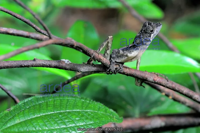 : Sri Lankan Kangaroo Lizard : Sri Lankan Kangaroo Lizard