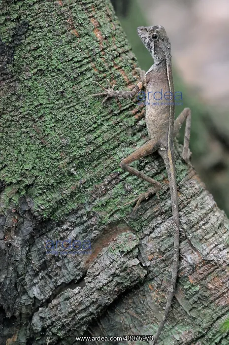 : Sri Lankan Kangaroo Lizard : Sri Lankan Kangaroo Lizard