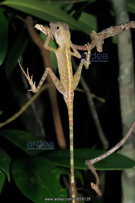 : Sri Lankan Kangaroo Lizard : Sri Lankan Kangaroo Lizard