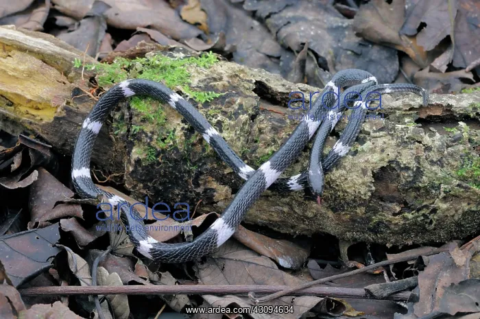 : Sri Lankan Krait : Sri Lankan Krait