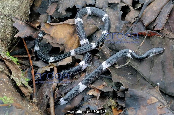 : Sri Lankan Krait : Sri Lankan Krait