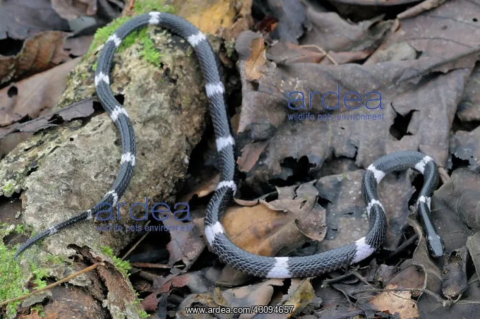 : Sri Lankan Krait : Sri Lankan Krait