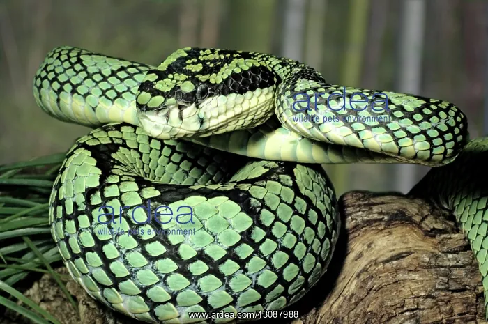 : Sri Lankan Pit Viper : Sri Lankan Pit Viper