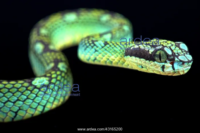 : Sri Lankan pit viper (Trimeresurus trigonocephalus) : Sri Lankan pit viper (Trimeresurus trigonocephalus)