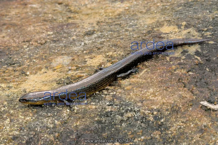  : Sri Lankan Skink
