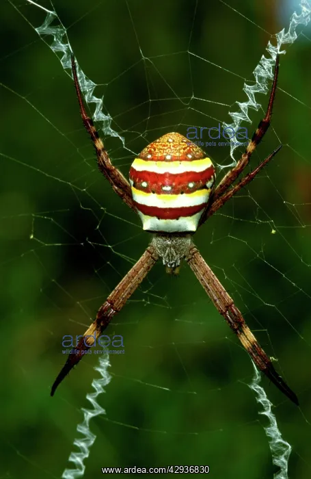 : St AndrewIs Cross spider - female with cross-shaped : St AndrewIs Cross spider - female with cross-shaped