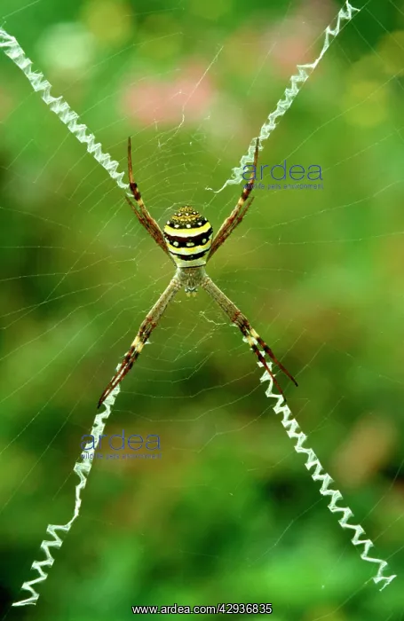 : St AndrewIs Cross spider - female with cross-shaped : St AndrewIs Cross spider - female with cross-shaped