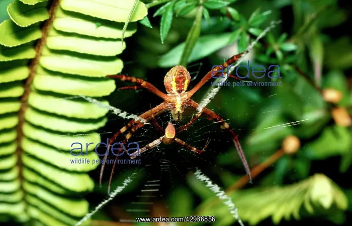 : St AndrewIs Cross spider - female with male in : St AndrewIs Cross spider - female with male in