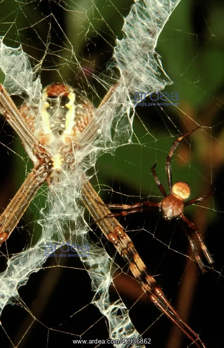 : St AndrewIs Cross spider - female with male in : St AndrewIs Cross spider - female with male in