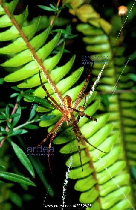 : St AndrewIs cross spider - female in web with attendant : St AndrewIs cross spider - female in web with attendant