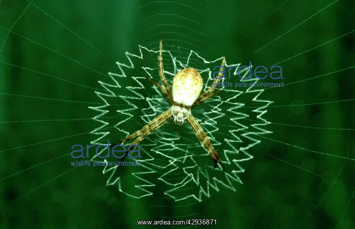 : St AndrewIs Cross spider - juvenile in web with : St AndrewIs Cross spider - juvenile in web with