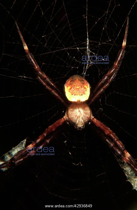  : St AndrewIs Cross spider - male