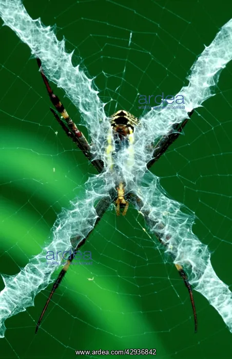 : St AndrewIs Cross spider - from reverse side of : St AndrewIs Cross spider - from reverse side of