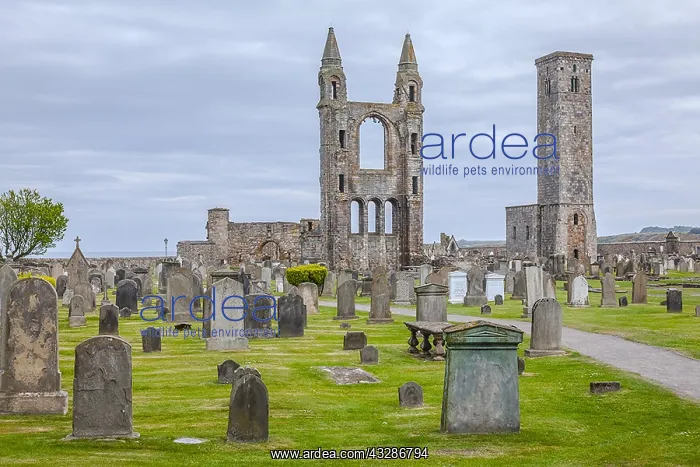: St Andrews Cathedral - eastern cemetery with east : St Andrews Cathedral - eastern cemetery with east