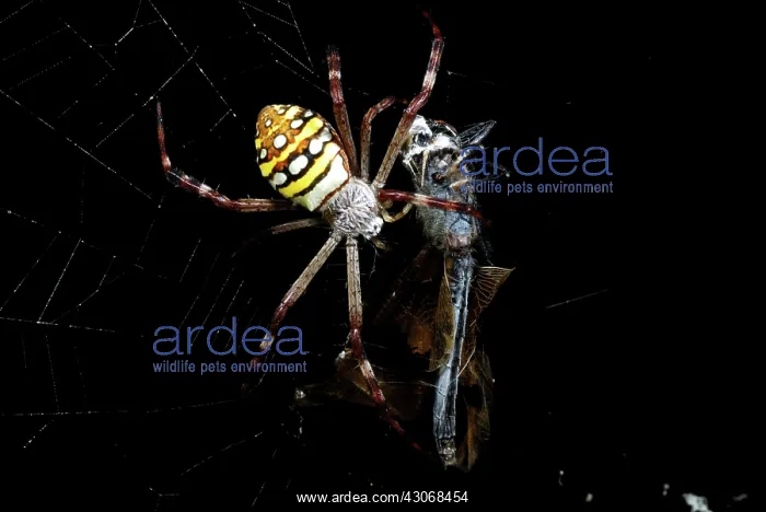 : St. Andrew's Cross Spider : St. Andrew's Cross Spider
