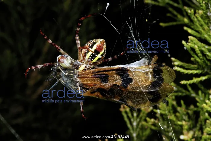 : St. Andrew's Cross Spider : St. Andrew's Cross Spider