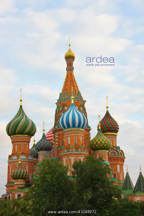 : St. Basil's Cathedral in Red Square, Moscow : St. Basil's Cathedral in Red Square, Moscow