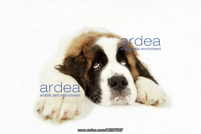  : St Bernard Dog - 14 week old puppy