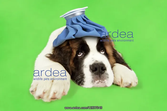  : St Bernard Dog - 14 week old puppy with ice pack