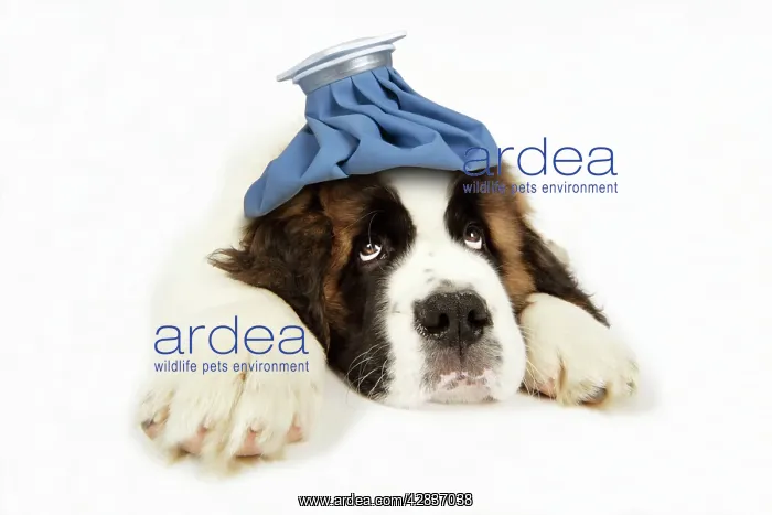: St Bernard Dog - 14 week old puppy with ice pack on his head : St Bernard Dog - 14 week old puppy with ice pack on his head