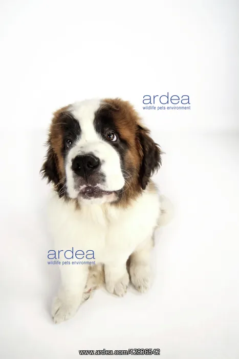 : St Bernard Dog - 14 weeks old : St Bernard Dog - 14 weeks old
