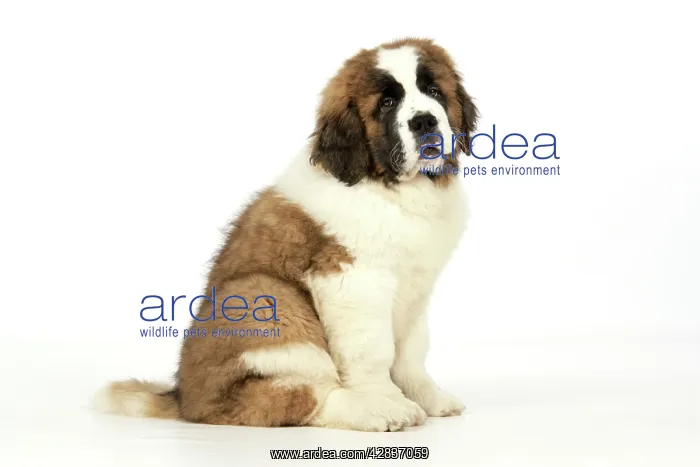 : St Bernard Dog - 14 weeks old puppy : St Bernard Dog - 14 weeks old puppy