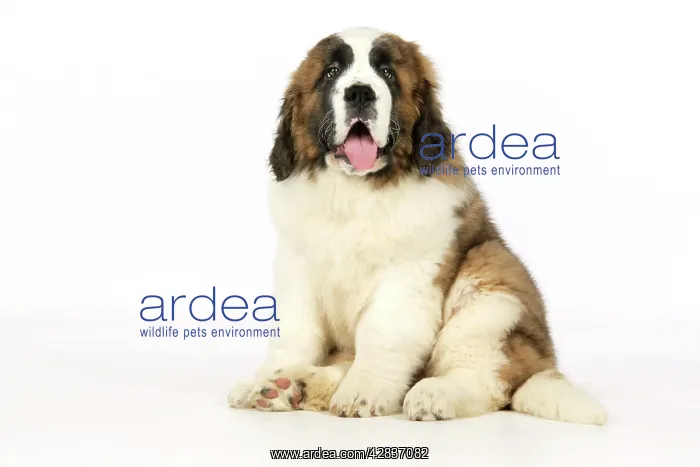  : St Bernard Dog - 14 weeks old puppy