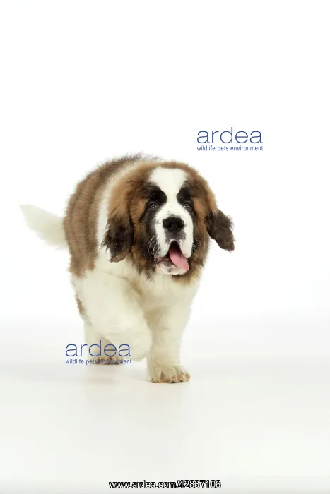 : St Bernard Dog - 14 weeks old puppy : St Bernard Dog - 14 weeks old puppy