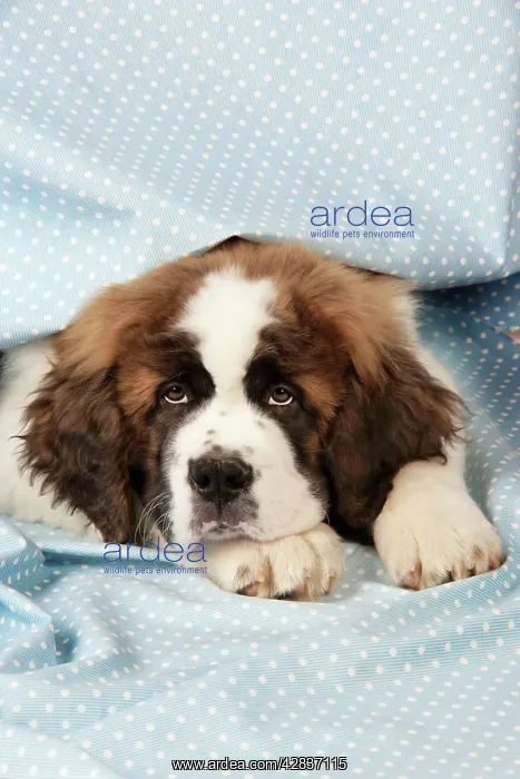  : St Bernard Dog - 14 weeks old puppy