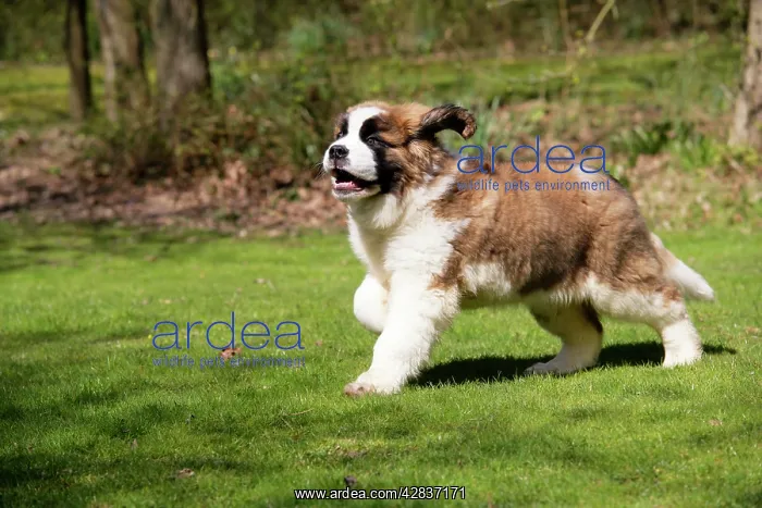 : St Bernard Dog - 14 weeks old puppy, running : St Bernard Dog - 14 weeks old puppy, running