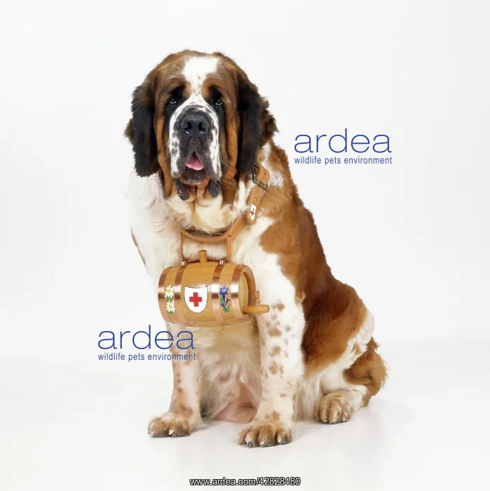  : St. Bernard Dog - with barrel