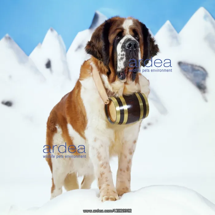  : St. Bernard Dog - with barrel