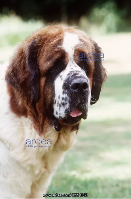 : St Bernard DOG - head close-up : St Bernard DOG - head close-up
