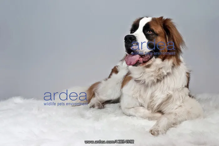 : St. Bernard dog lying on a white plush blanket : St. Bernard dog lying on a white plush blanket
