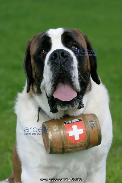 : St. Bernard Dog - Male with barrel around neck : St. Bernard Dog - Male with barrel around neck