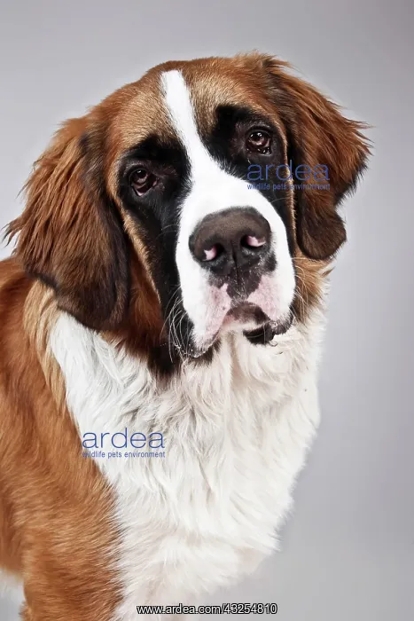 : St. Bernard dog, portrait : St. Bernard dog, portrait