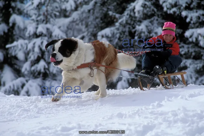 : St Bernard Dog - pulling child on sled along forest : St Bernard Dog - pulling child on sled along forest
