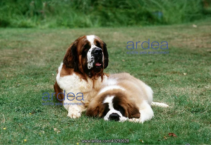 : St Bernard DOG - with puppy : St Bernard DOG - with puppy