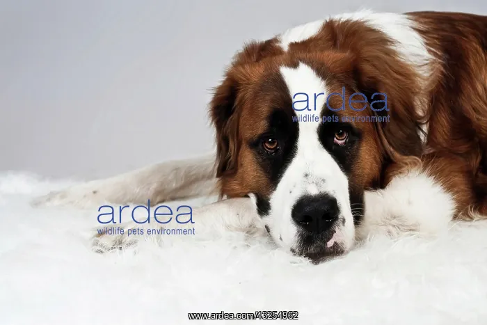 : St. Bernard dog putting its head on the paws : St. Bernard dog putting its head on the paws