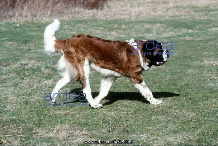 : St Bernard DOG - Running : St Bernard DOG - Running