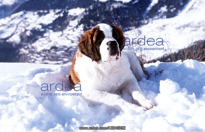 : ST BERNARD DOG in snow : ST BERNARD DOG in snow