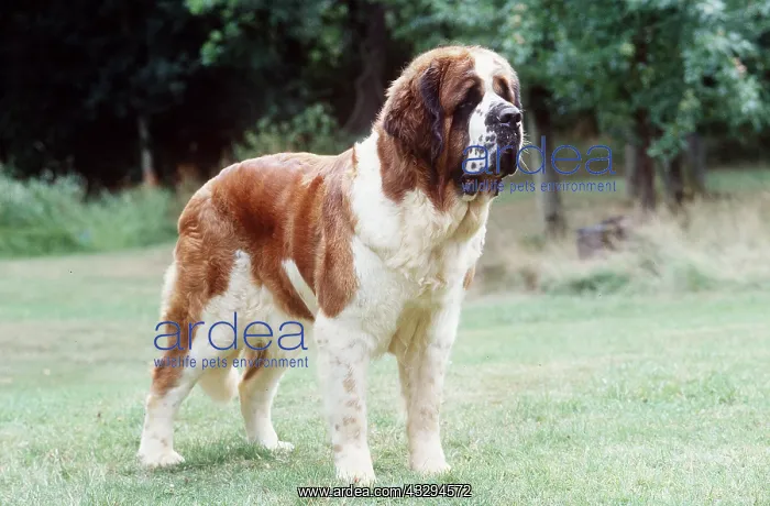 : St Bernard DOG - standing : St Bernard DOG - standing