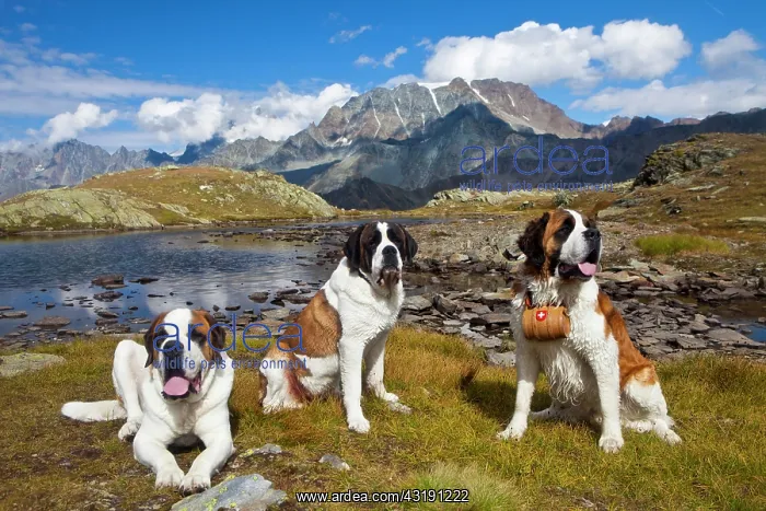 : Three St. Bernard dogs of the Fondation Barry, one : Three St. Bernard dogs of the Fondation Barry, one